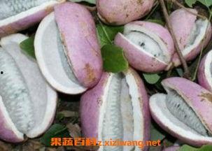 八月瓜怎样吃不苦呢视频,轻松享受美味果实的甜蜜滋味