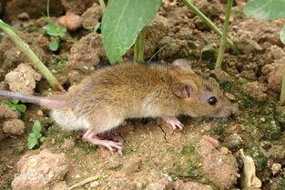 黄老鼠吃瓜视频,揭秘网红美食背后的故事