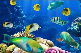 海底运动会吃瓜视频,一场奇幻海洋的欢乐盛宴