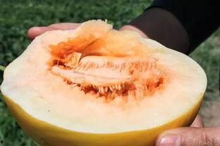 美洲蜜瓜怎么吃最好吃视频,视频教你如何尽享甜蜜滋味