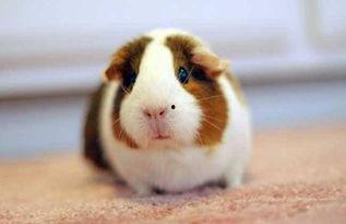 荷兰猪吃茭瓜吗好吗视频,营养美味两不误